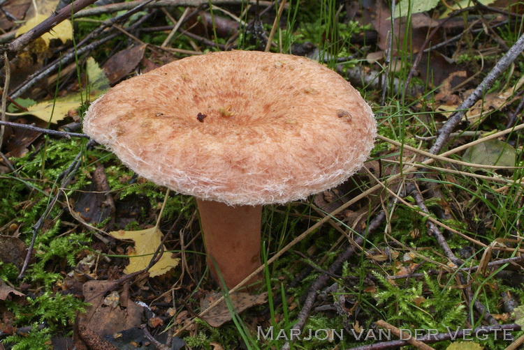 Baardige melkzwam - Lactarius torminosus